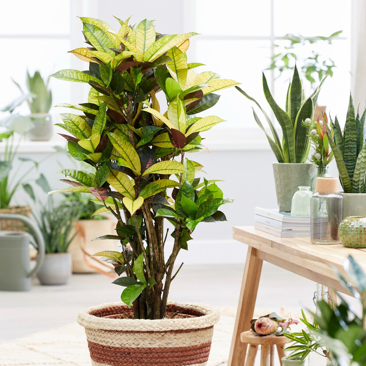 Wunderstrauch 'Mrs. Iceton' - Willemse