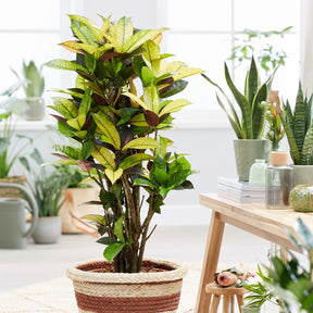 Wunderstrauch 'Mrs. Iceton' - Willemse