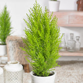 Zimmerzypresse 'Goldcrest Wilma' - Willemse