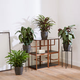 Calathea Mischung (x4) - Calathea 'eldergrass', 'blue grass', 'leopardina', 'mauiqueen' - Zimmerpflanzen
