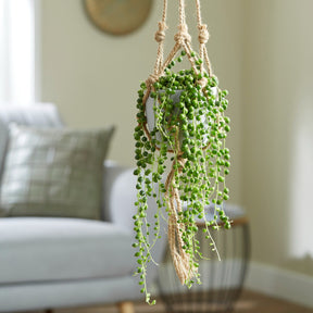 Erbsenpflanze - Senecio rowleyanus - Nach Trends