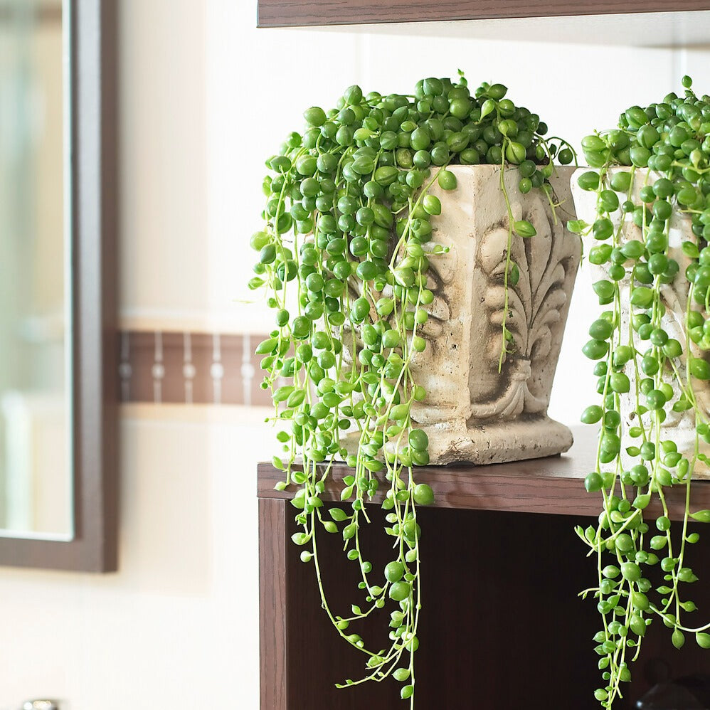 Erbsenpflanze - Senecio rowleyanus - Hängende Pflanzen