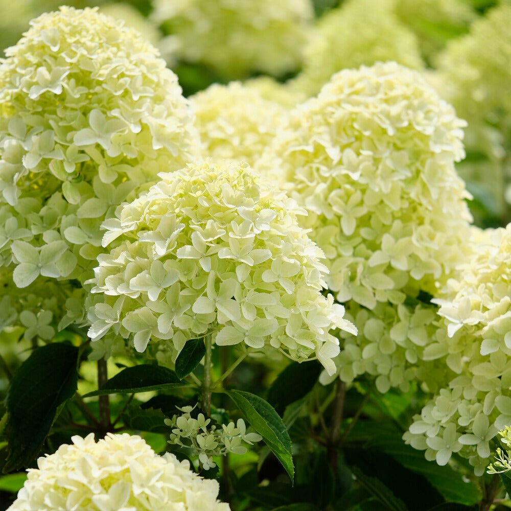Rispenhortensie 'Whitelight'