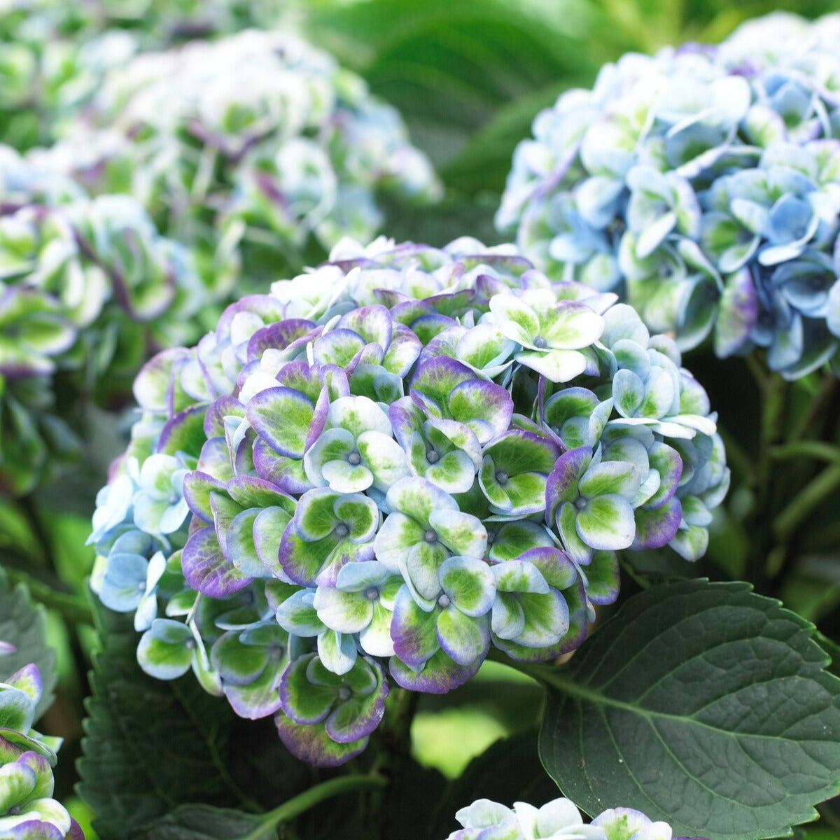 Großblättrige Hortensie - Bauernhortensie 'Revolution Blue' - Hydrangea macrophylla Revolution Blue