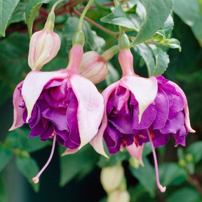 Fuchsia 'Royal Mosaic' (x3)