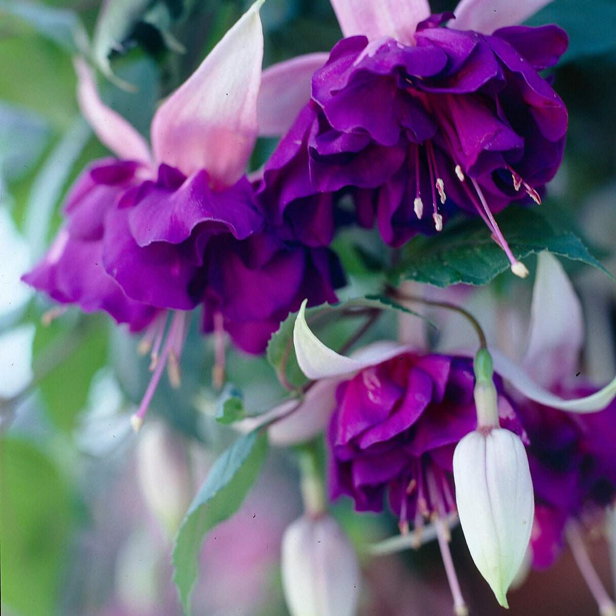 Fuchsia 'Royal Mosaic' (x3) - Willemse