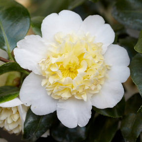 Kamelie Camellia 'Brushfields Yellow' weiβ-gelb - Winterhart - Willemse