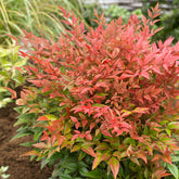 Himmelsbambus ‘Obsessed’® - Nandina domestica obsessed'® - Willemse