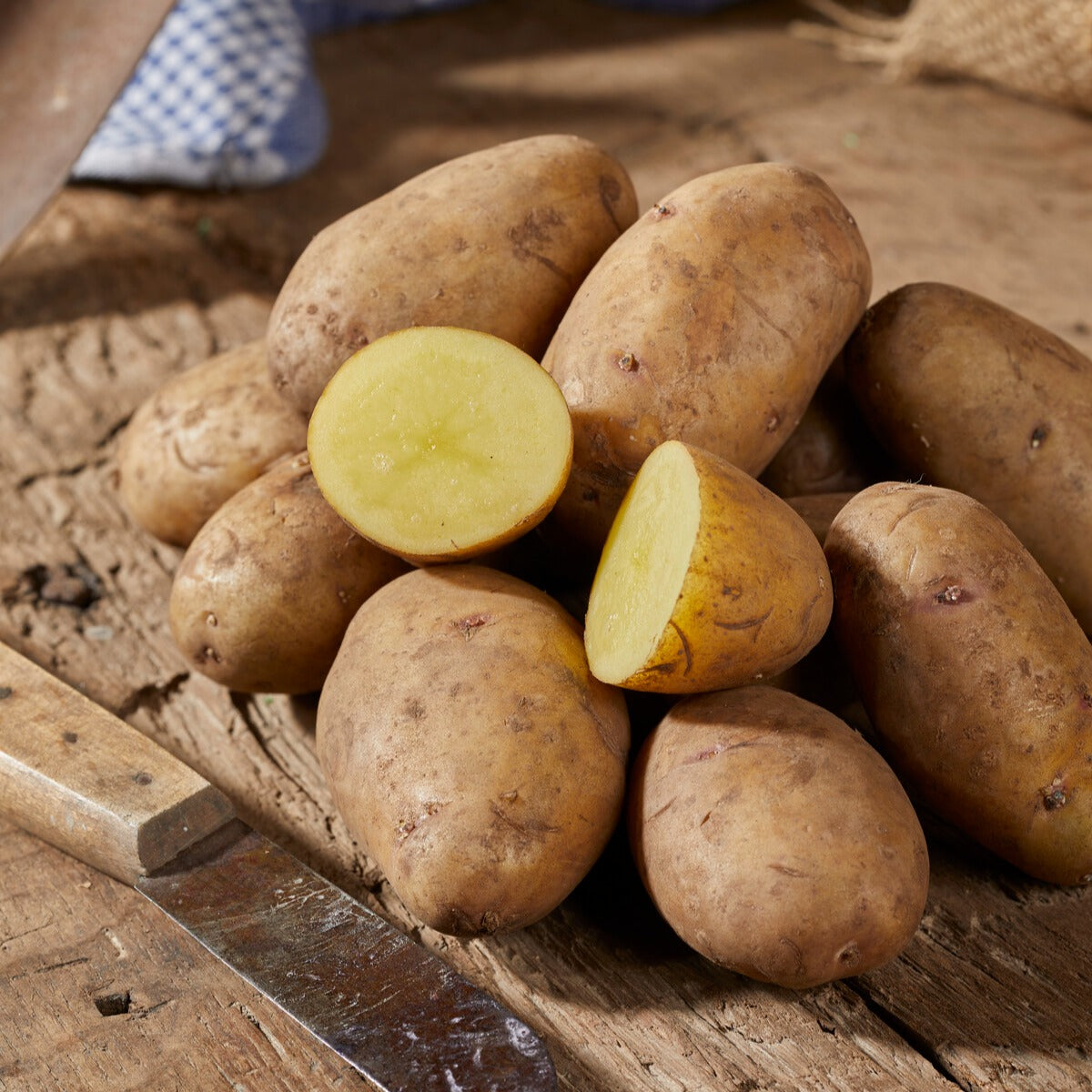 Kartoffel 'Nicola' (x25)
