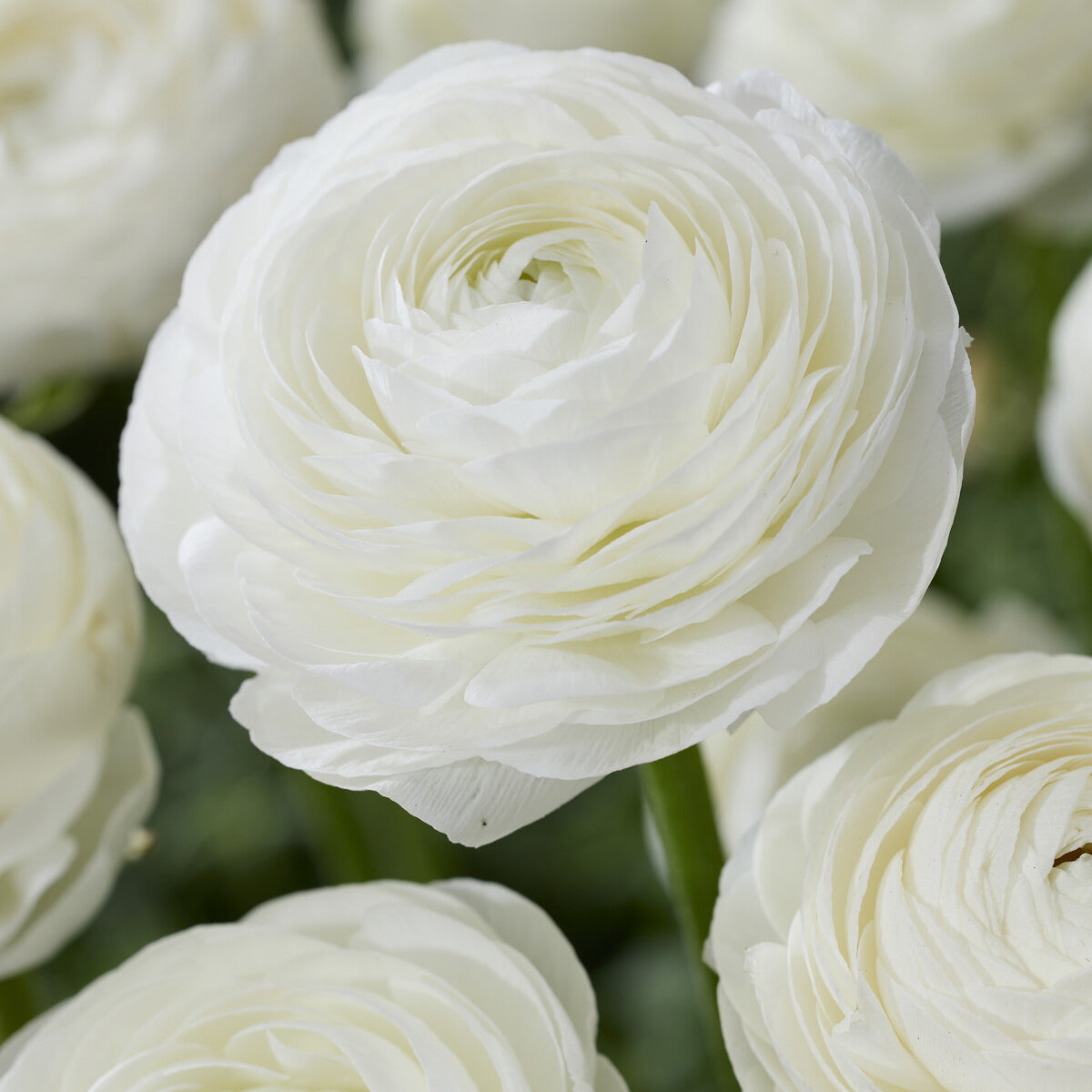 Ranunculus white - Weiße Ranunkeln - Ranunkeln-Zwiebeln