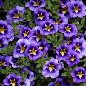 Zauberglöckchen Bumble Bee (x3) - Calibrachoa Cabaret® Bumble Bee - Willemse