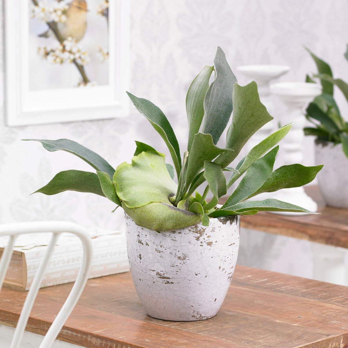 Geweihfarn Platycerium bifurcatum - Hängepflanze - Platycerium bifurcatum