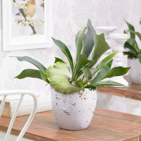 Geweihfarn Platycerium bifurcatum - Hängepflanze - Platycerium bifurcatum