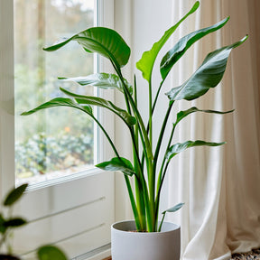 Paradiesvogelblume Strelitzia nicolai - Strelitzia nicolai - Willemse