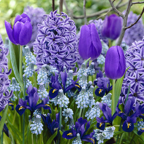 Blumenzwiebeln Blauer Rand-Mischung (x35) - Willemse