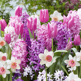Blumenzwiebel-Mischung 'Bordure Rose' (x35) - Willemse
