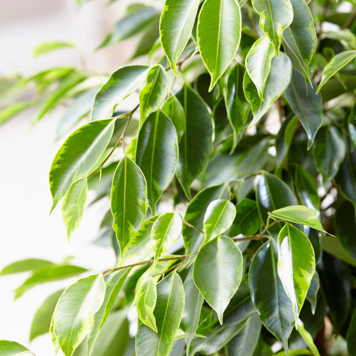 Trauerweide Anastasia - Ficus benjamina Anastasia - Willemse