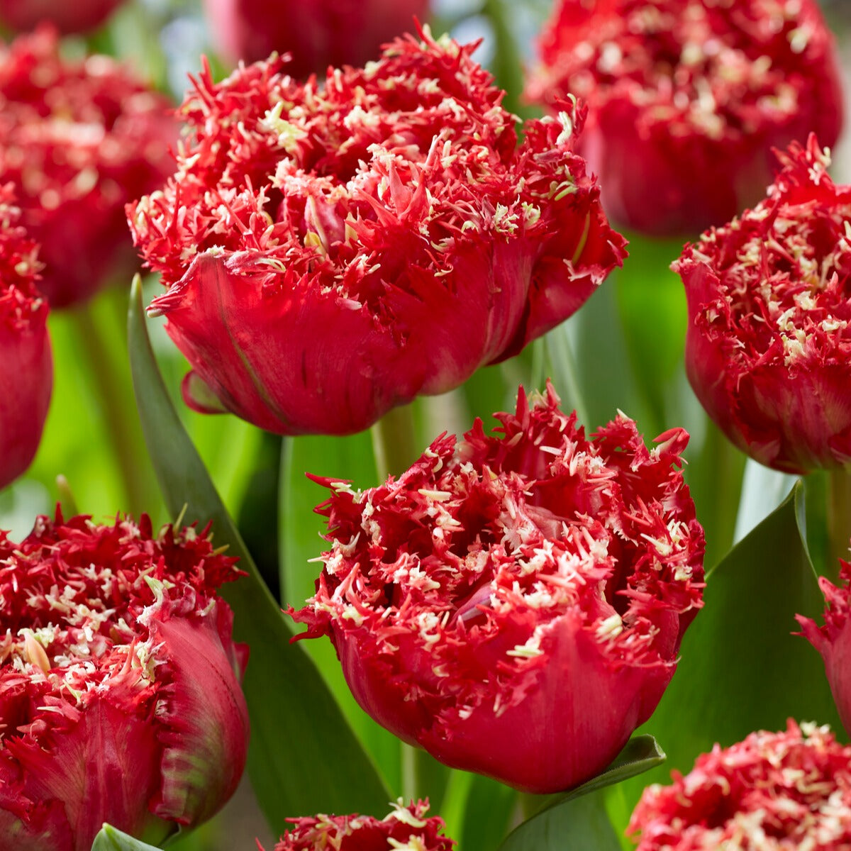 Gefranste, gefüllte Tulpen ‘Qatar’ (x5)