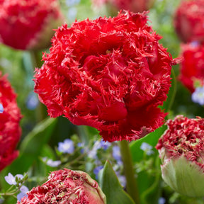 Gefranste, gefüllte Tulpen ‘Qatar’ (x5)