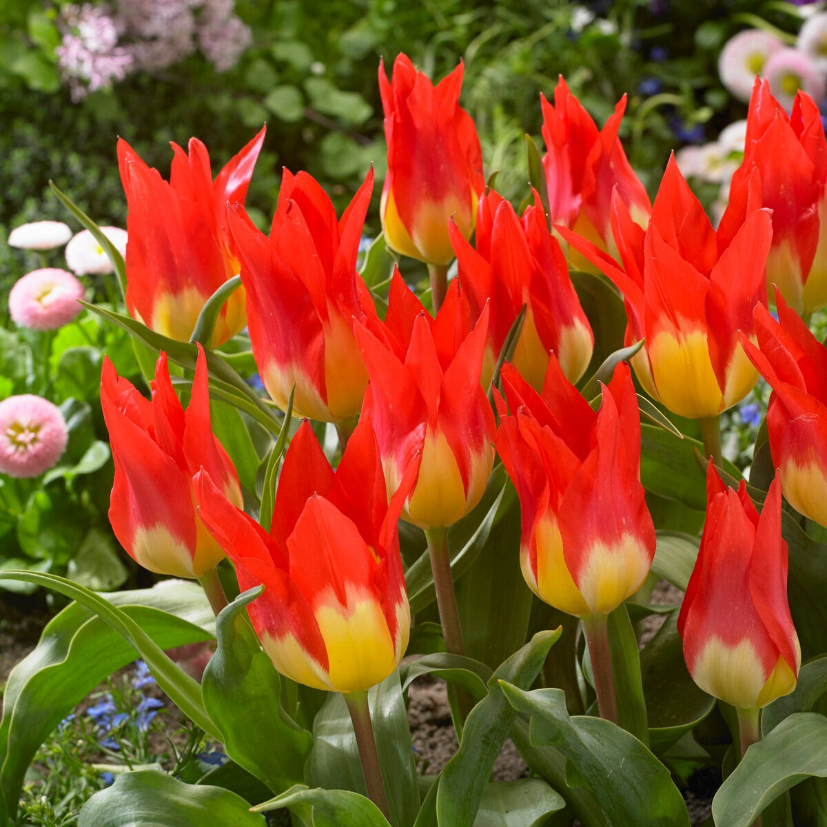 Tulpen ‘Flames Mystery’ (x5)