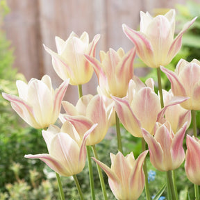 Lilienblütige Tulpen ‘Elegant Lady’ (x5)