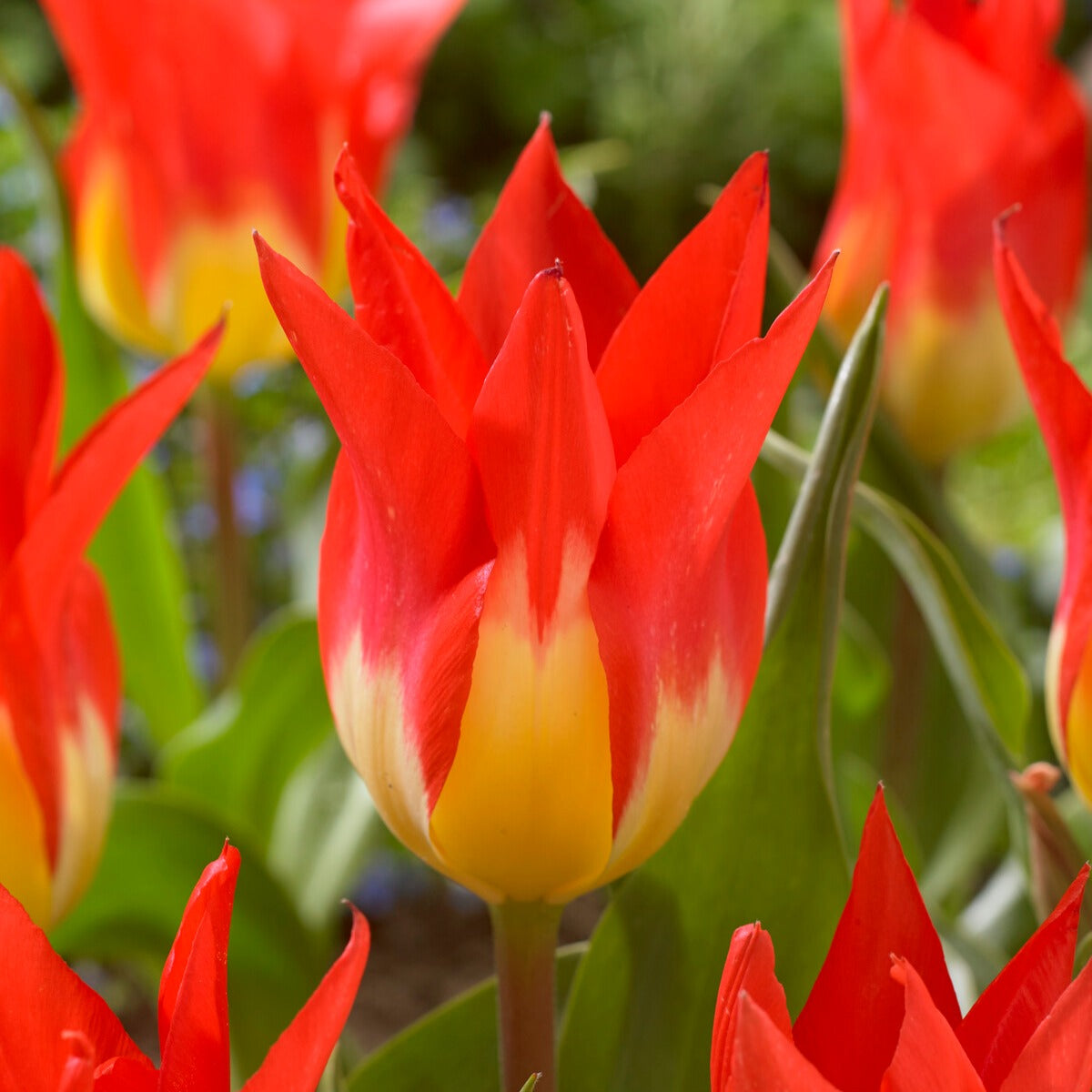 Tulpen ‘Flames Mystery’ (x5)
