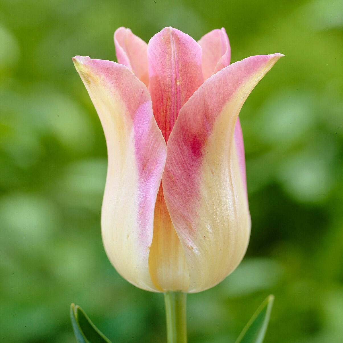 Lilienblütige Tulpen ‘Elegant Lady’ (x5) - Tulipa Lilyflowering Elegant Lady - Willemse