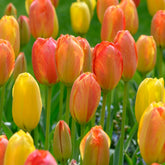 Tulipa Single Late Rhapsody of Smiles - Tulpen ‘Rhapsody of Smiles’ (x5) - Tulpen-Zwiebeln