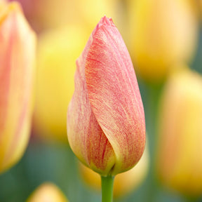 Tulpen ‘Rhapsody of Smiles’ (x5)