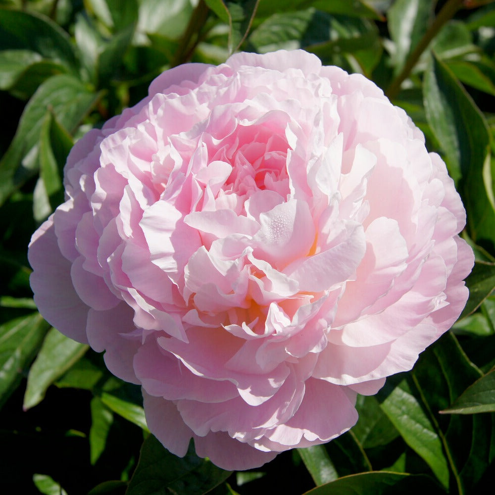 Pfingstrose Albert Crousse - Paeonia lactiflora Albert Crousse - Willemse