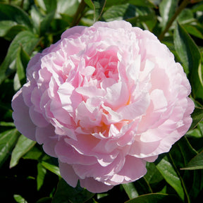 Pfingstrose Albert Crousse - Paeonia lactiflora Albert Crousse - Willemse