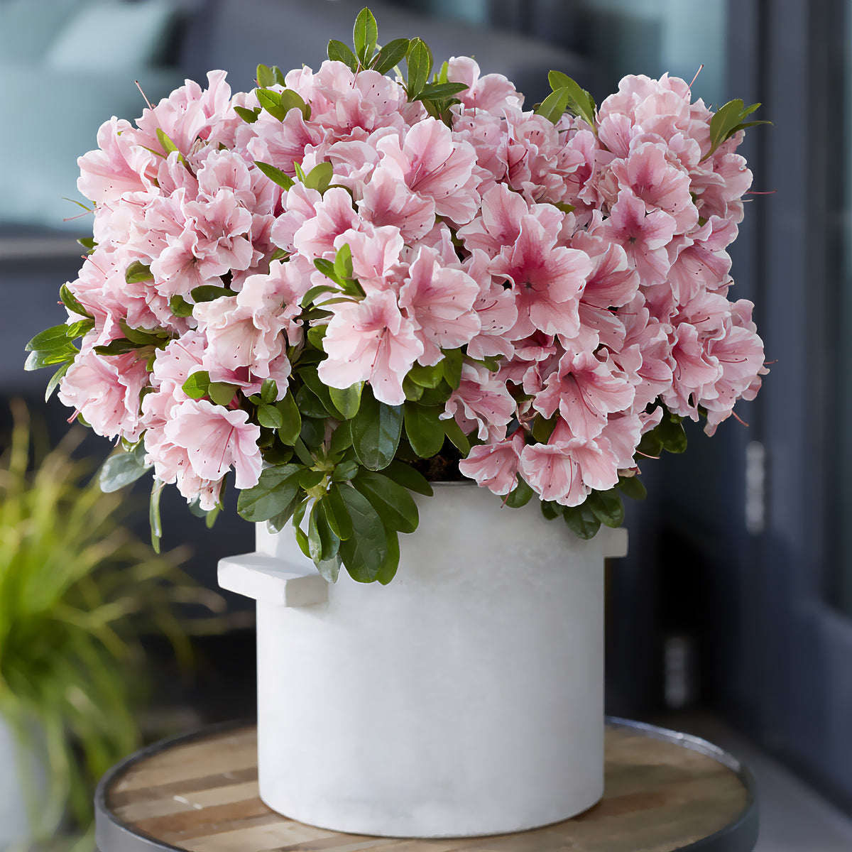 Azalee Encore®  Sunburst - Rhododendron Encore® Sunburst - Willemse