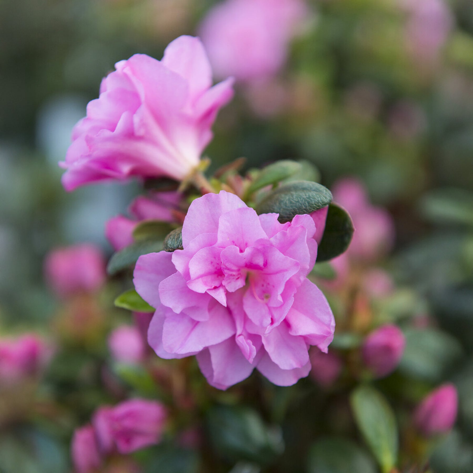 Japanische Azalee  Lilac Surprise - Azalea japonica Lilac Surprise  - Willemse