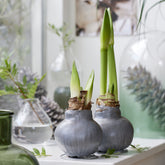 Wachs Amaryllis  Gloss Silver - Willemse