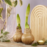 Wachs Amaryllis  Gloss Gold - Willemse