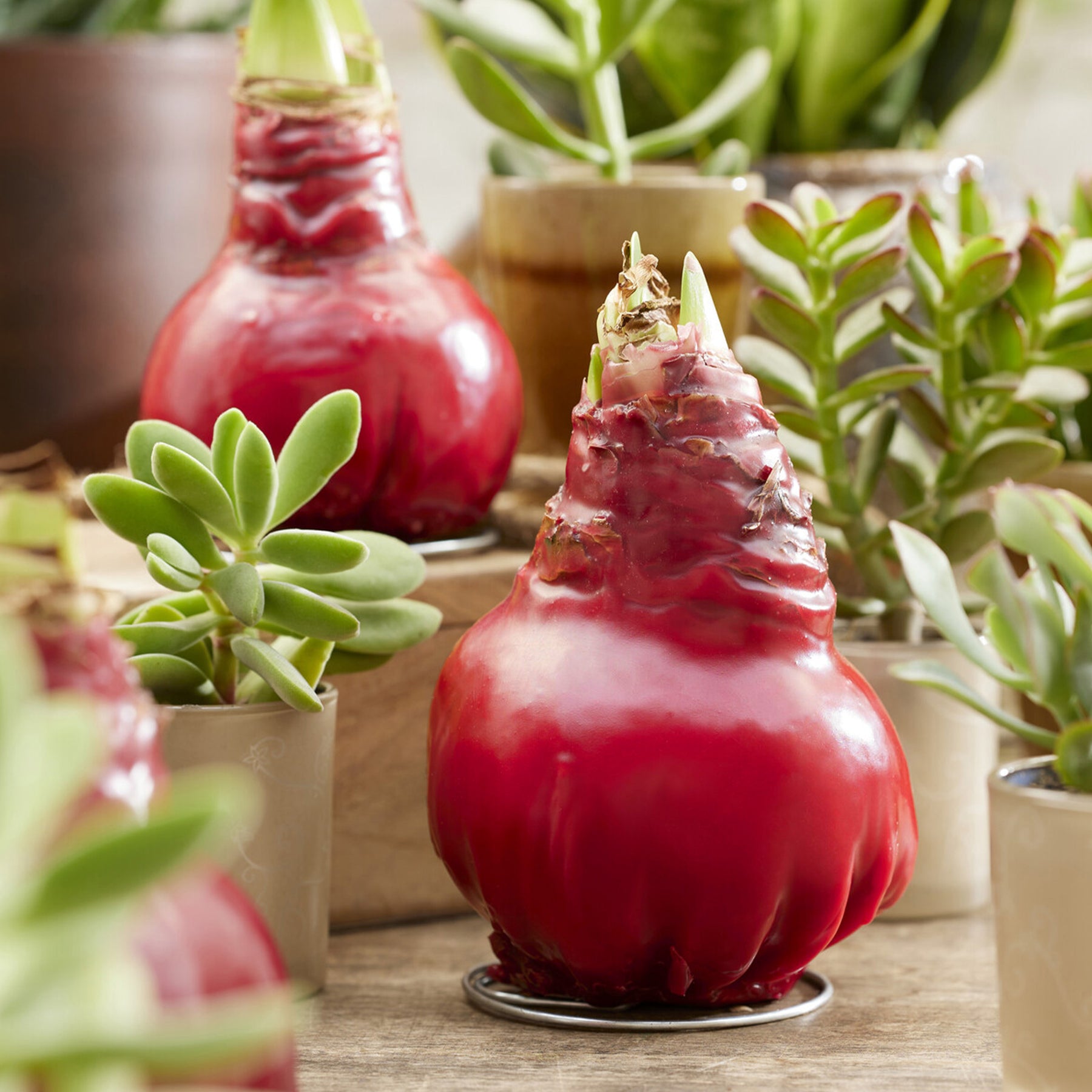 Wachs Amaryllis  Gloss X Mas Red - Amaryllis Gloss X Mas Red - Willemse
