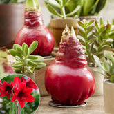 Wachs Amaryllis  Gloss X Mas Red - Willemse