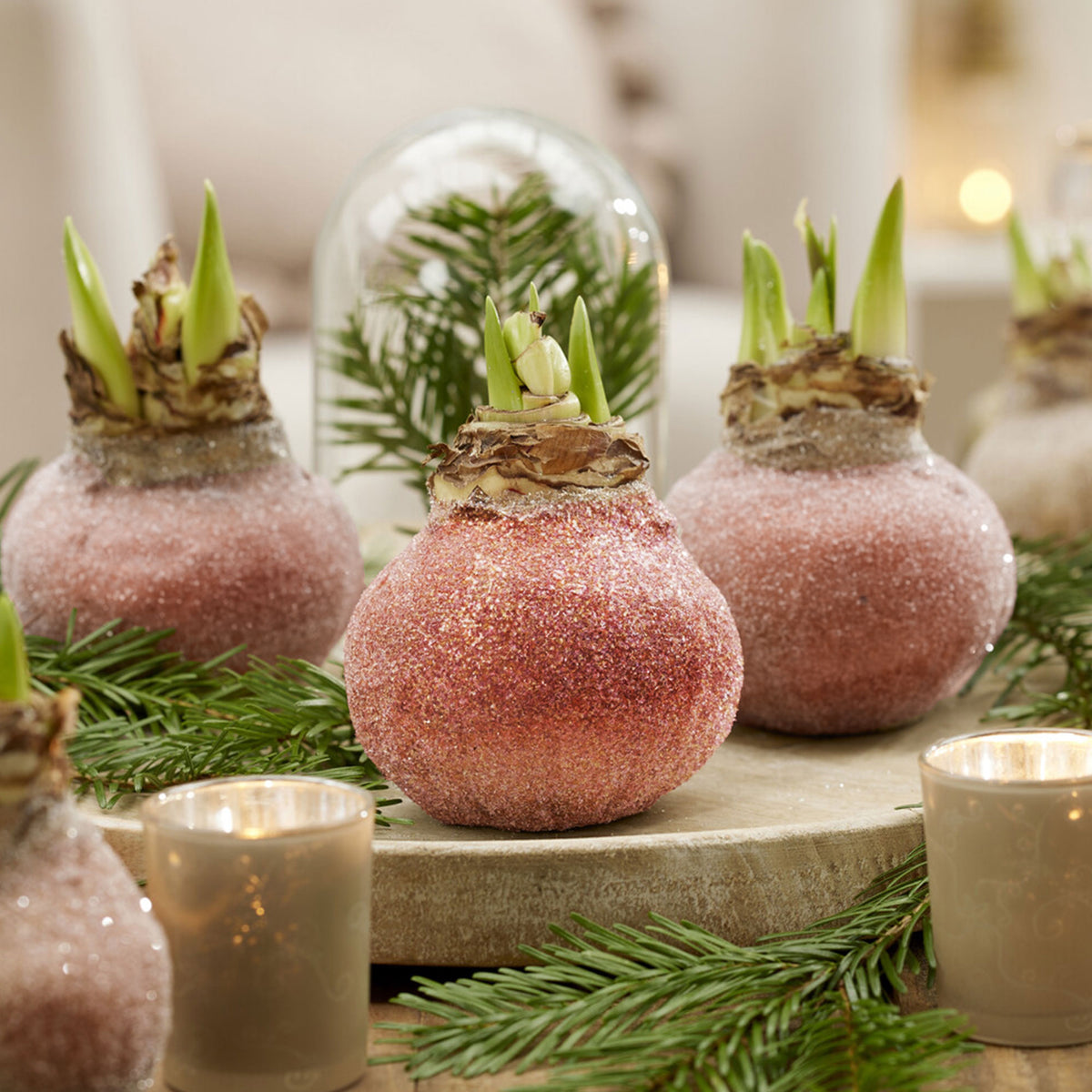Wachs Amaryllis  Magic Rosé Gold - Willemse