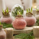 Wachs Amaryllis  Magic Rosé Gold - Willemse
