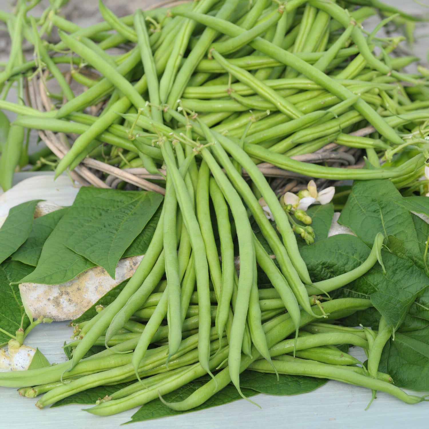 Buschbohne, mangetout ‘Castandel’ - Phaseolus vulgaris nain mangetout castandel (obt. clause) - Willemse