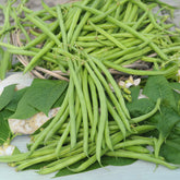 Buschbohne, mangetout ‘Castandel’ - Phaseolus vulgaris nain mangetout castandel (obt. clause) - Willemse