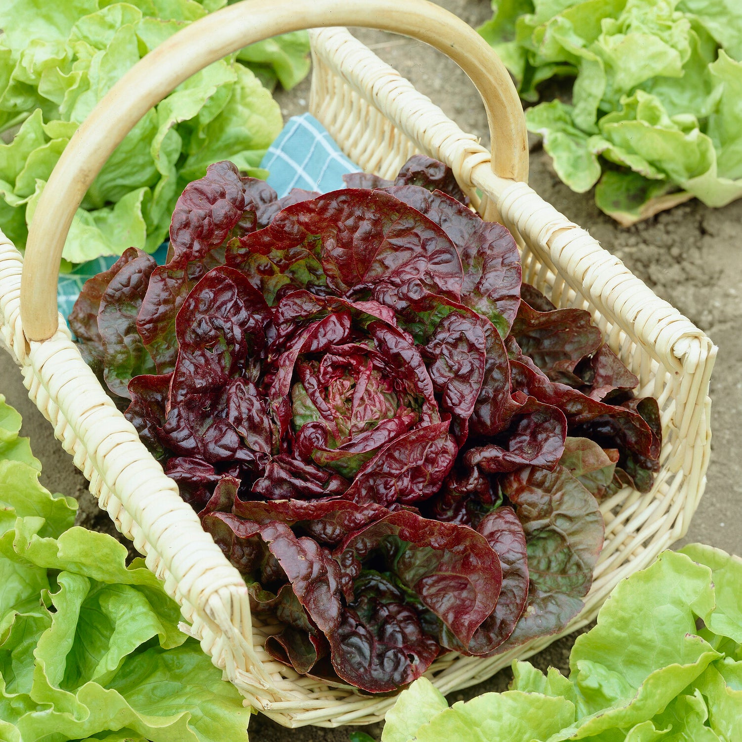 Kopfsalat ‘Merveille des quatre saisons’ - Willemse