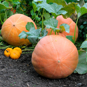 Kürbis Atlantic Giant - Willemse