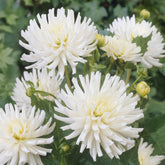 Dahlien White Happiness (x3) - Dahlia White Happiness - Willemse