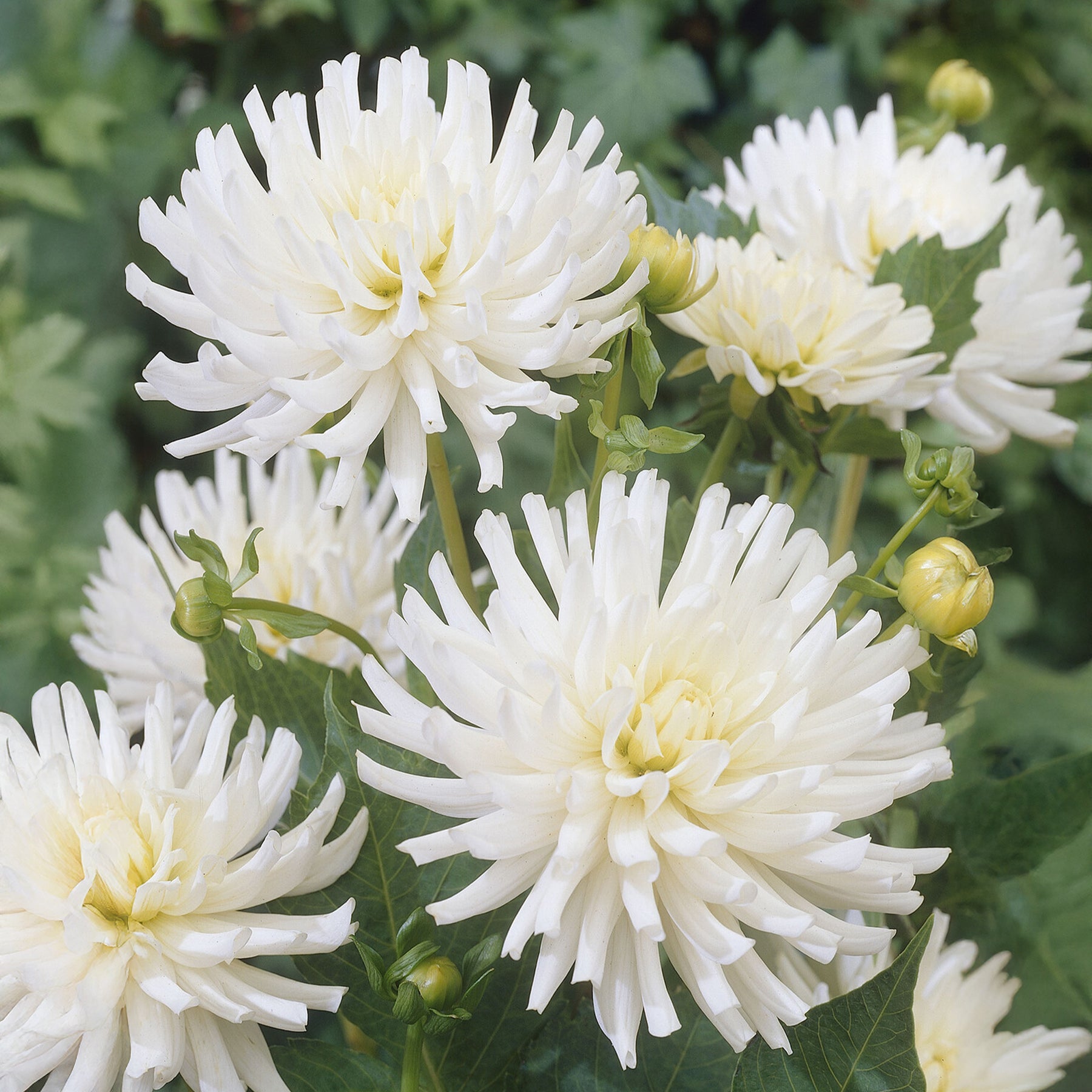 Dahlien White Happiness (x3) - Dahlia White Happiness - Willemse