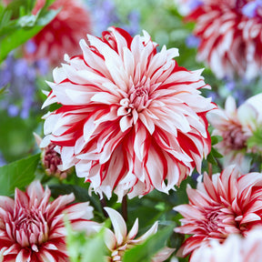 Dahlien Santa Claus (x3) - Willemse