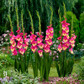 Gladiole ‘Extravert’ (x25) - Gladiolus extravert - Willemse