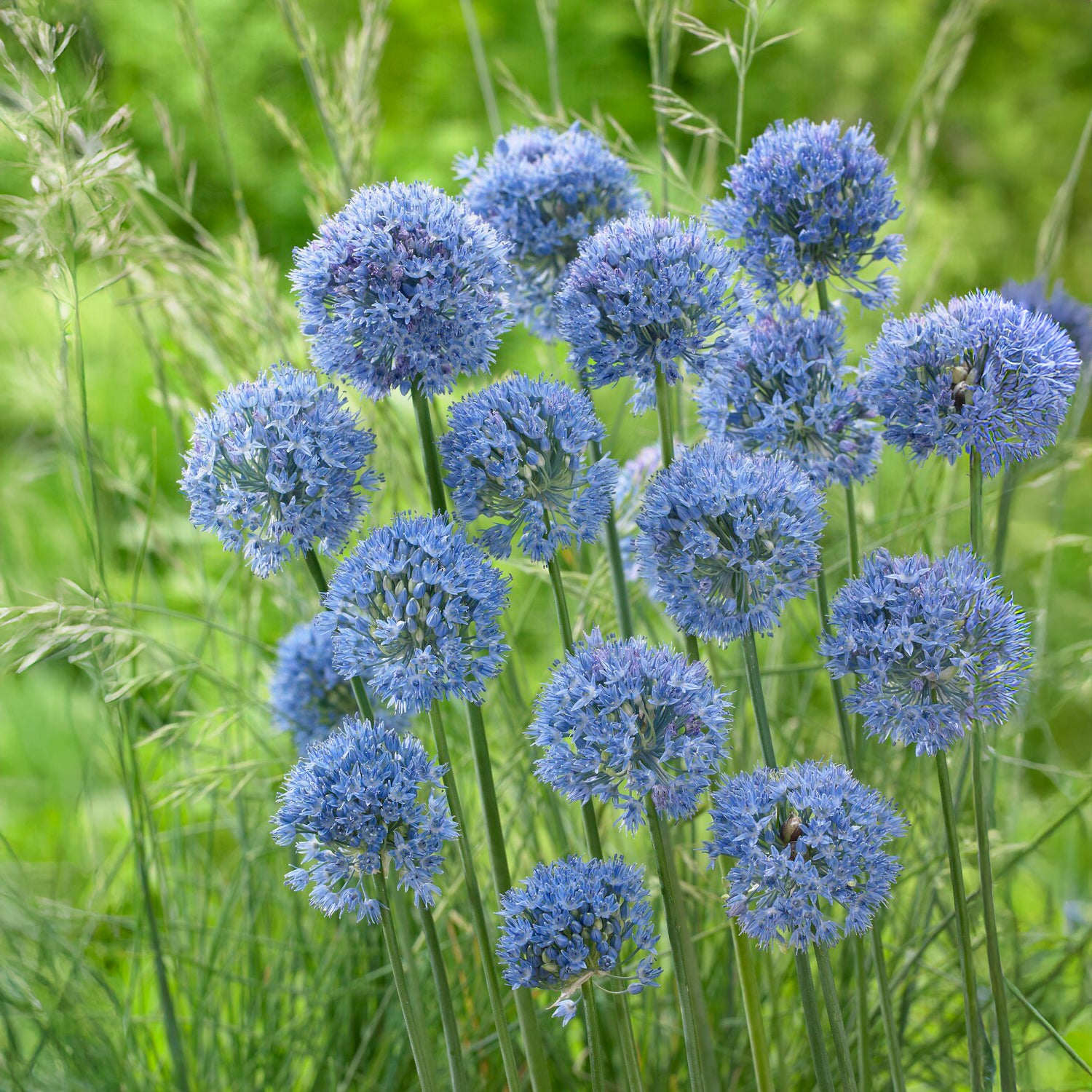 Allium azureum - Enzianlauch (x20) - Allium-Zwiebeln