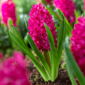 Hyazinthe 'Jan Bos' (x6) - Willemse