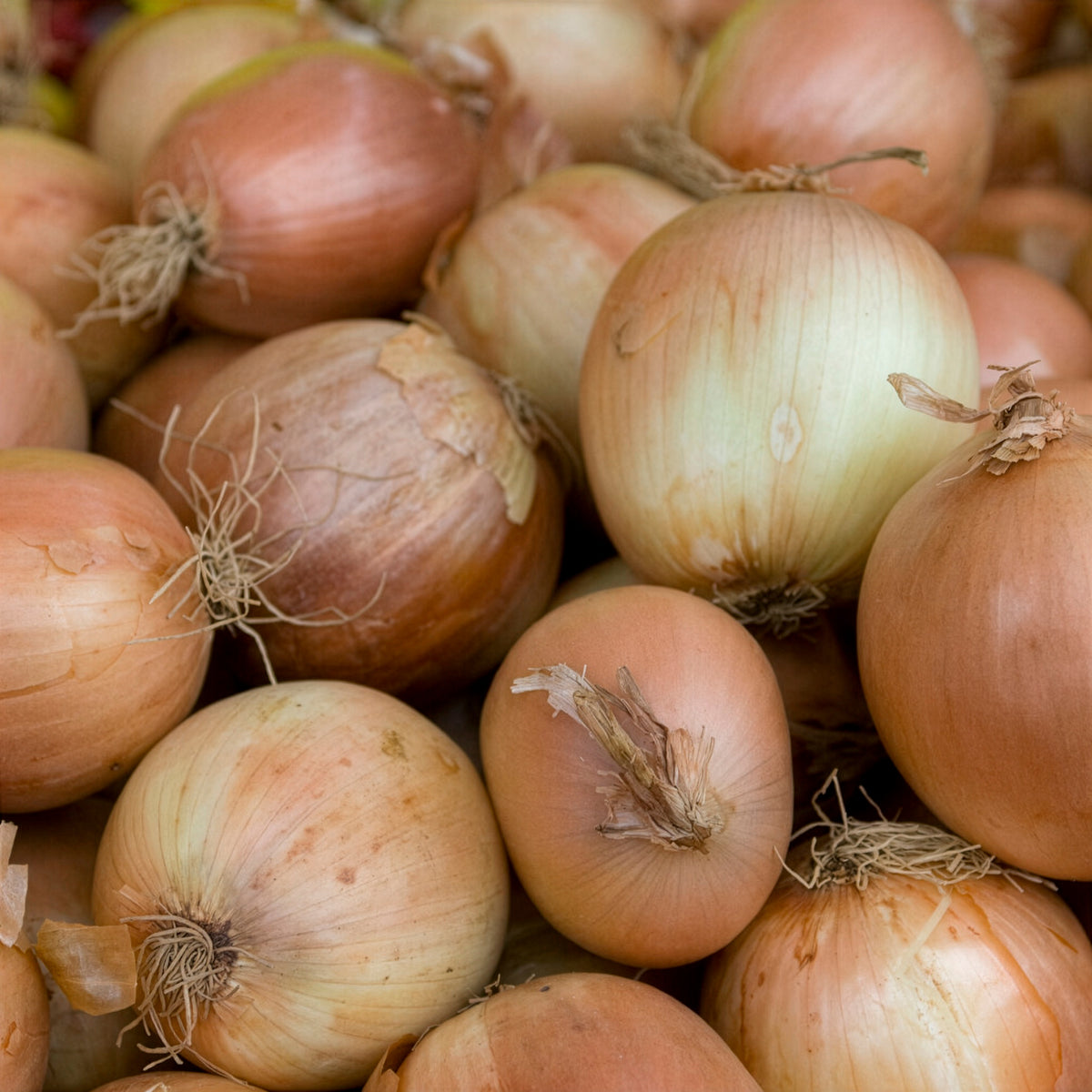 Zwiebel Centurion F1 - Allium cepa centurion f1 - Willemse